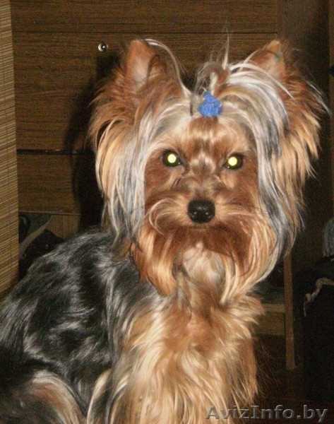йоркширского терьера - Изображение #4, Объявление #618924