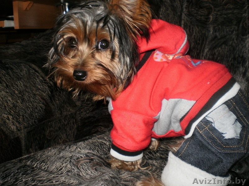 йоркширского терьера - Изображение #1, Объявление #618924