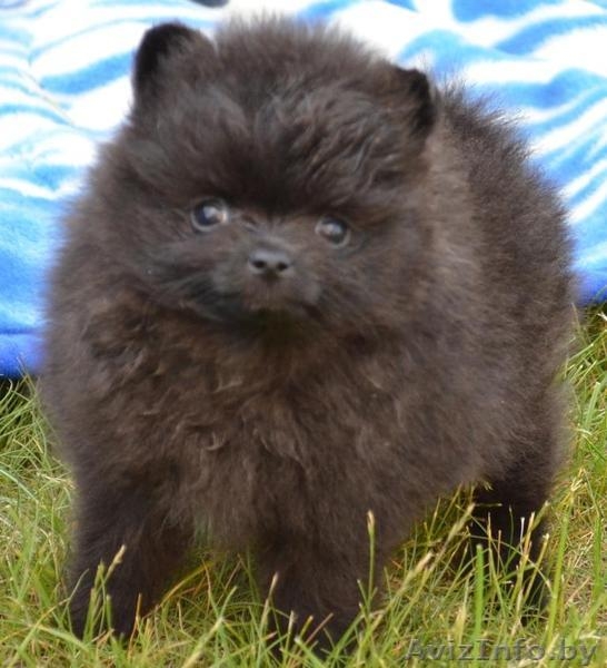 Померанского шпица щенки - Изображение #2, Объявление #673825