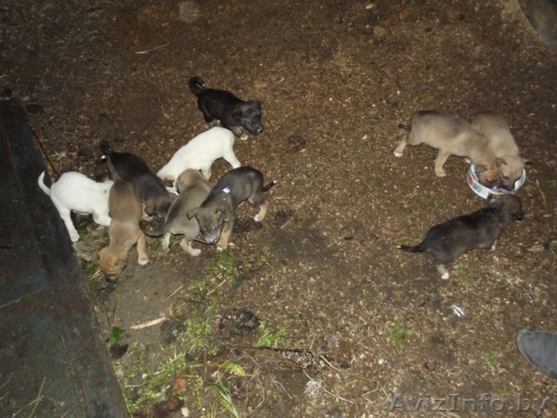 щенки ждут добрых хозяев - Изображение #4, Объявление #793755