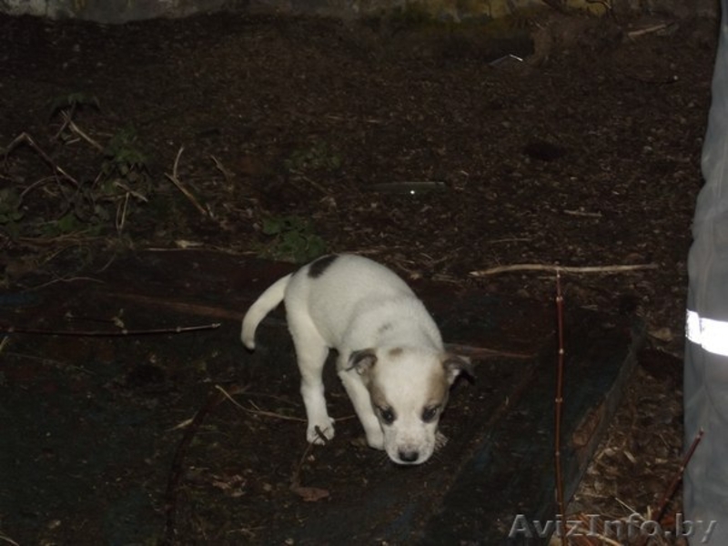 щенки ждут добрых хозяев - Изображение #5, Объявление #793755