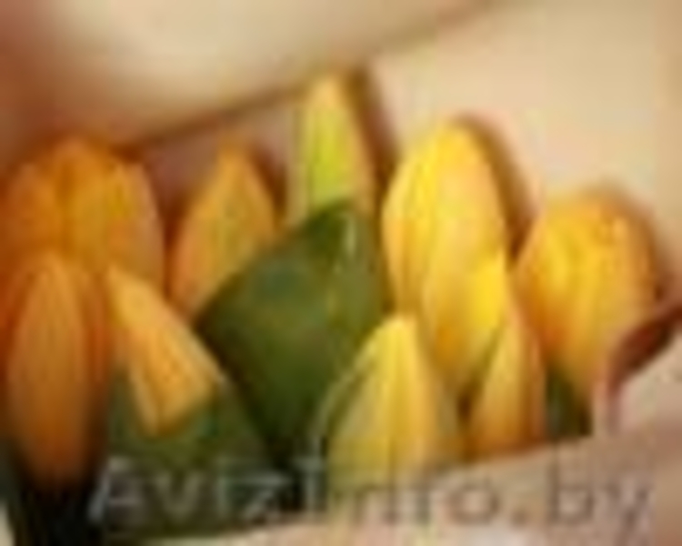 ПРОДАМ ТЮЛЬПАНЫ К 8 МАРТА!!! - Изображение #1, Объявление #832748