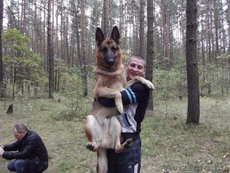 Немец, кобель, для вязки - Изображение #1, Объявление #886684