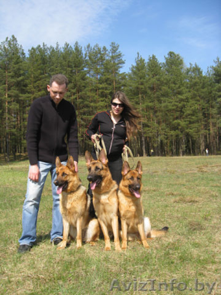 Немец, кобель, для вязки - Изображение #2, Объявление #886684