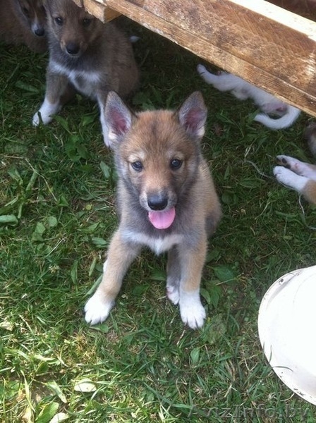 Щенки западно-сибирской лайки с родословной - Изображение #1, Объявление #1129583