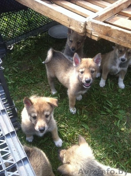 Щенки западно-сибирской лайки с родословной - Изображение #2, Объявление #1129583