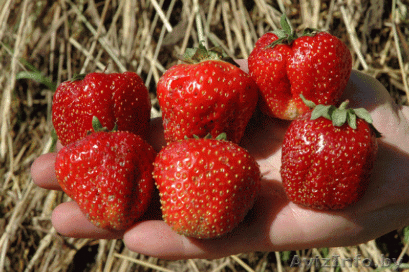 Саженцы клубники Новинка - Изображение #4, Объявление #1137586