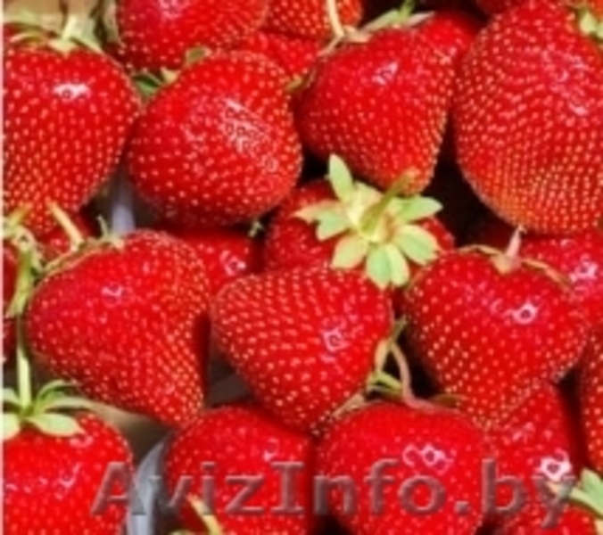 Саженцы клубники Новинка - Изображение #1, Объявление #1137586