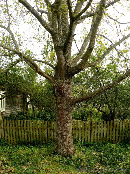 Дом в д. Суловы, Ивановский р-н - Изображение #6, Объявление #1187889