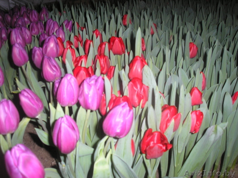 Продам тюльпаны - Изображение #4, Объявление #986613