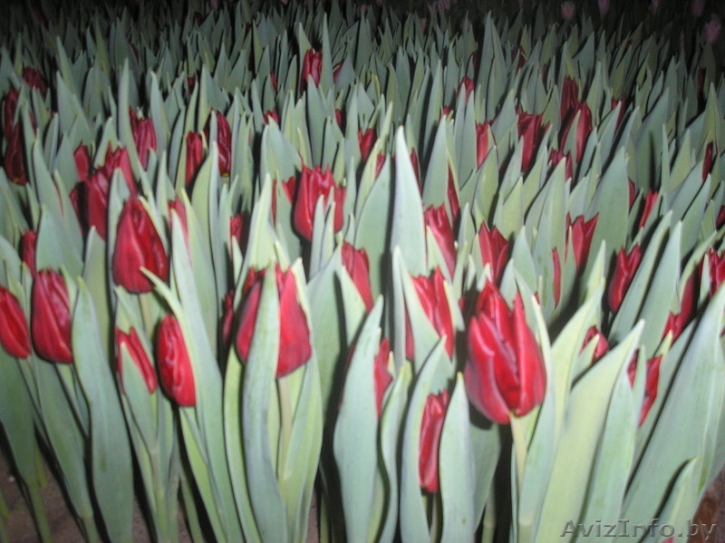Продам тюльпаны - Изображение #5, Объявление #986613