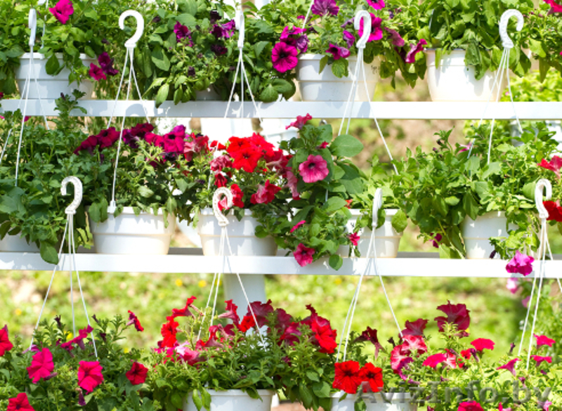 Декоративные цветы - Изображение #1, Объявление #1278665