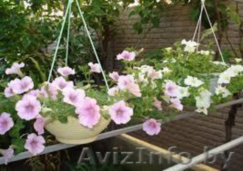 Декоративные цветы - Изображение #2, Объявление #1278665