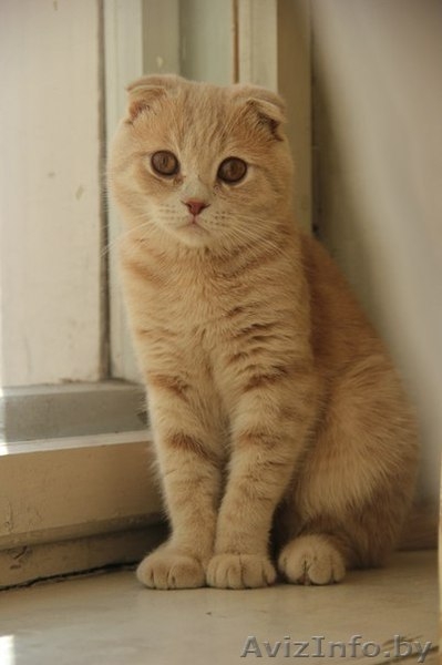 скоттиш фолд кот - Изображение #2, Объявление #1288613