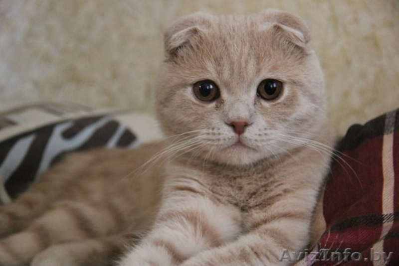 скоттиш фолд кот - Изображение #4, Объявление #1288613