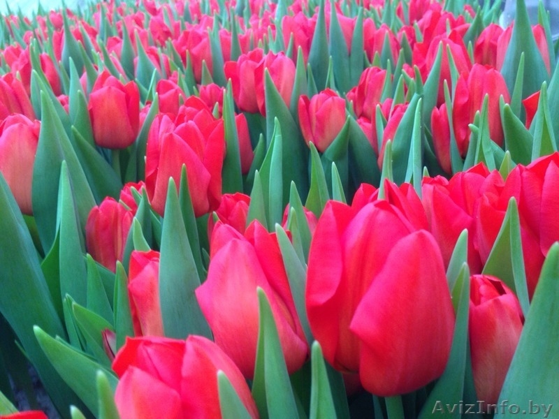 Тюльпаны оптом к 8-му марта. - Изображение #1, Объявление #1375372