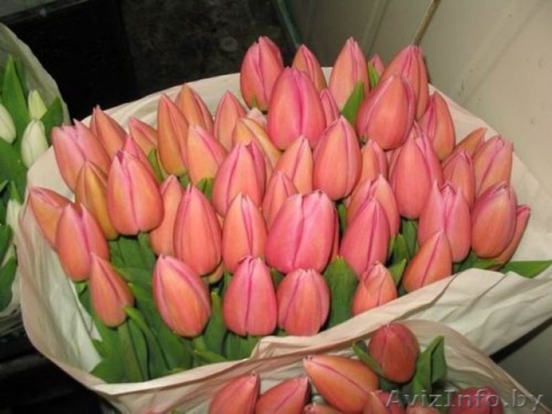 Тюльпаны,оптом ,в розницу - Изображение #3, Объявление #1369009