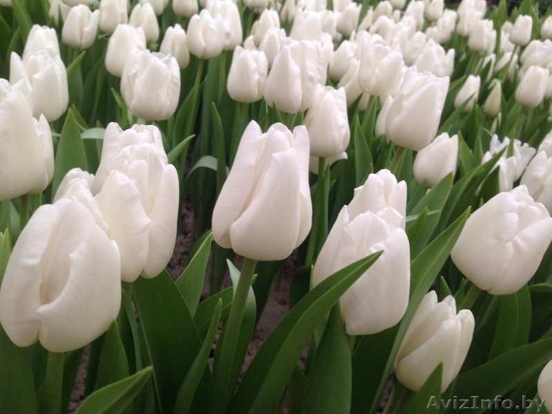 Тюльпаны оптом к 8-му марта. - Изображение #2, Объявление #1375372