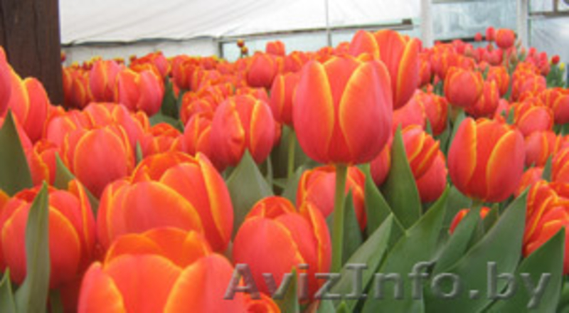 ТЮЛЬПАНЫ НА 8-Е МАРТА - Изображение #2, Объявление #1370447