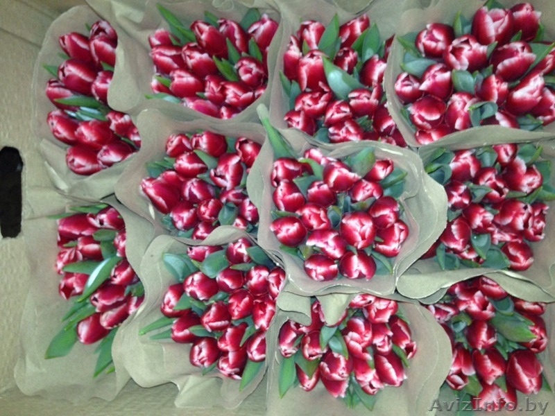 Тюльпаны оптом к 8-му марта. - Изображение #4, Объявление #1375372