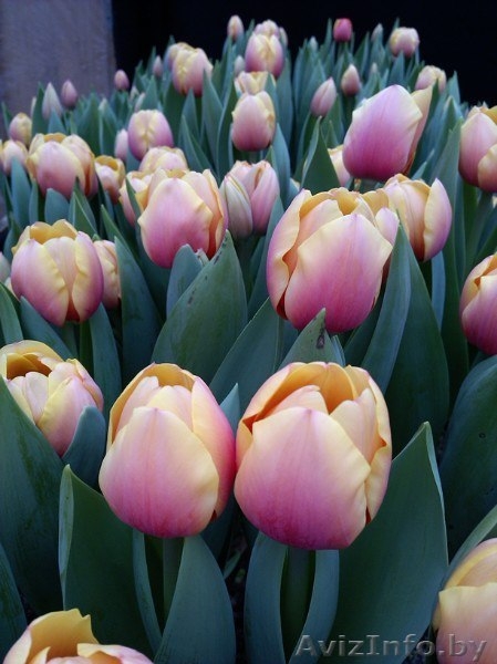 Тюльпаны оптом и в розницу к 8 марта - Изображение #2, Объявление #1375612
