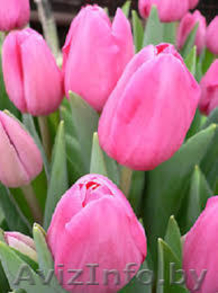 ТЮЛЬПАНЫ НА 8-Е МАРТА - Изображение #3, Объявление #1370447