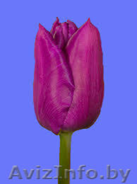 тюльпаны в  Пинске оптом и в розницу к 8 марта 2016 - Изображение #9, Объявление #1220774