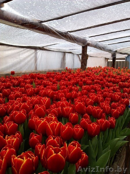 Тюльпаны оптом и в розницу к 8 марта - Изображение #3, Объявление #1375612