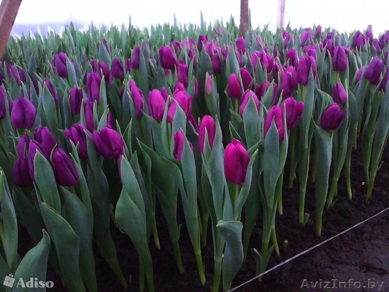 ТЮЛЬПАНЫ НА 8-Е МАРТА - Изображение #4, Объявление #1370447