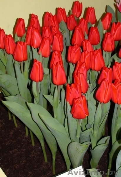 ТЮЛЬПАНЫ НА 8-Е МАРТА - Изображение #6, Объявление #1370447