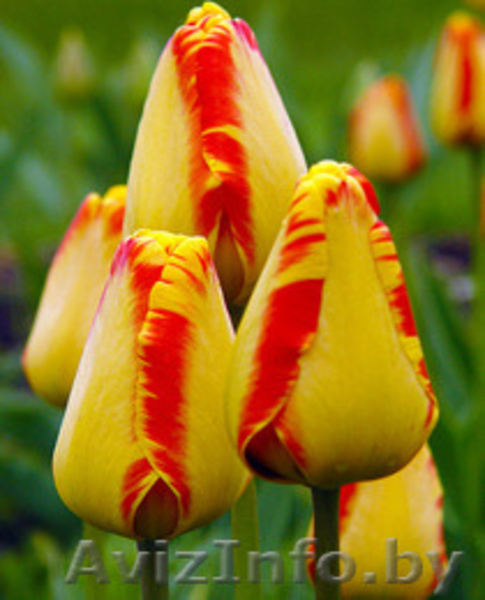 тюльпаны в Пинске оптом и в розницу к 8 марта  - Изображение #10, Объявление #1215613