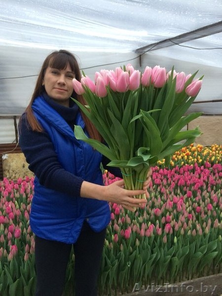Тюльпаны к 14 февраля и  8 марта оптом - Изображение #3, Объявление #818496