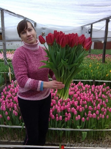 Тюльпаны к 14 февраля и  8 марта оптом - Изображение #4, Объявление #818496