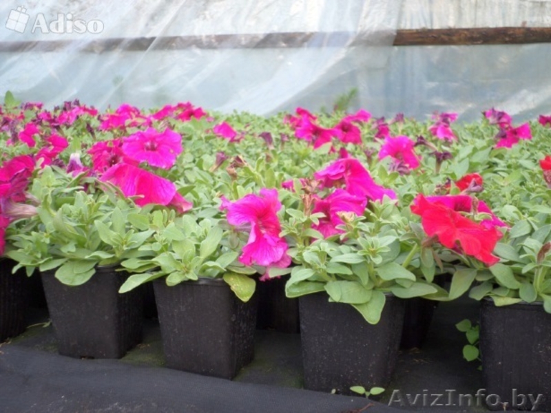 Петуния оптом и в розницу! - Изображение #1, Объявление #1427756