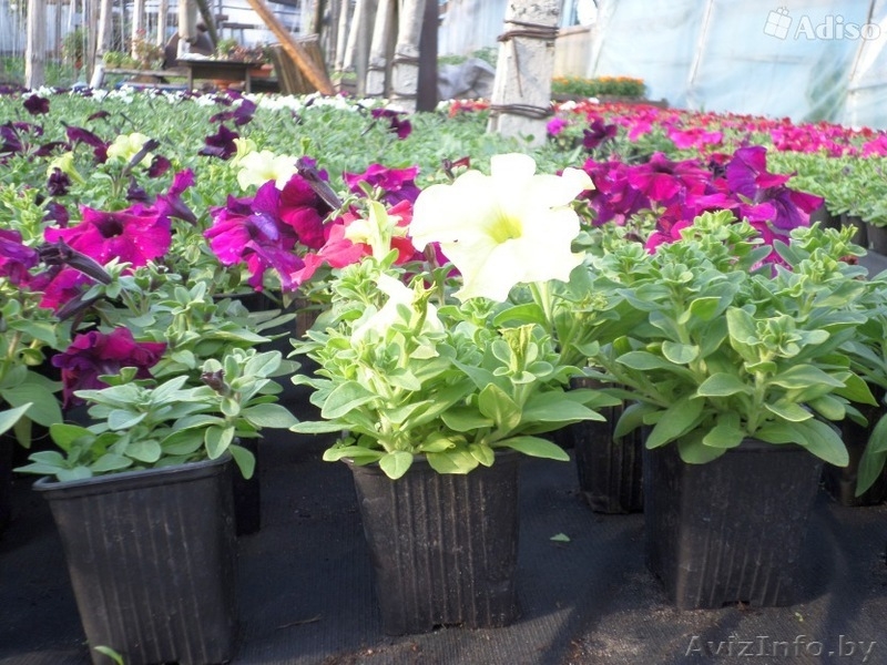 Петуния оптом и в розницу! - Изображение #4, Объявление #1427756