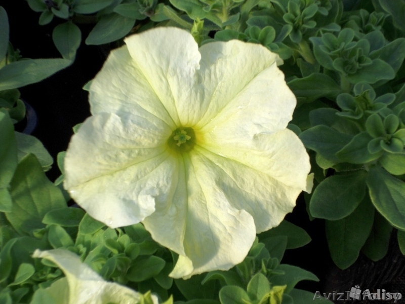 Петуния оптом и в розницу! - Изображение #6, Объявление #1427756