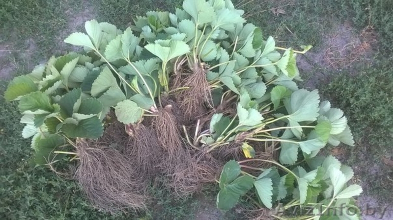 Рассада клубники(Кимберли) - Изображение #1, Объявление #1477495