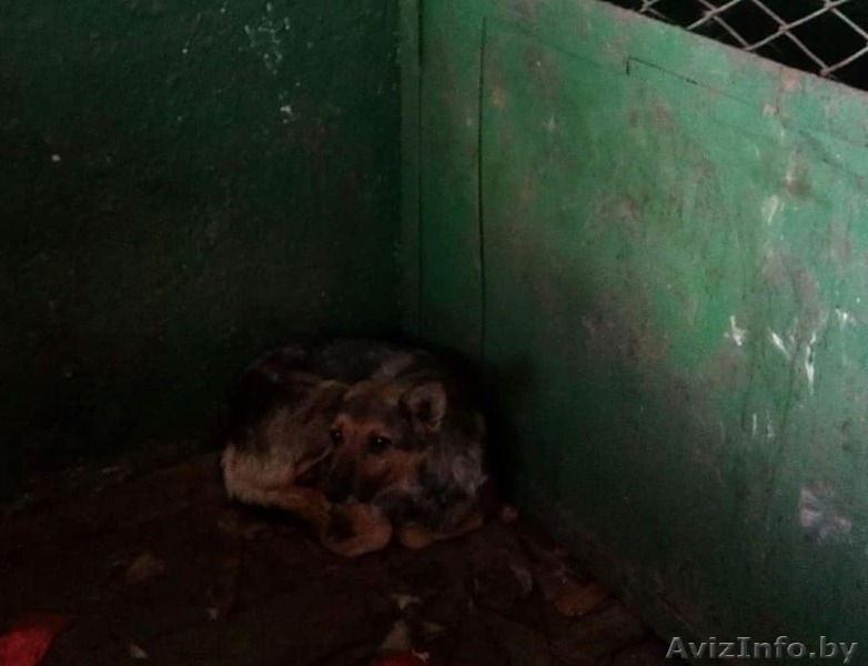 Срочно! Усыпалка в Пинске - Изображение #4, Объявление #1608509