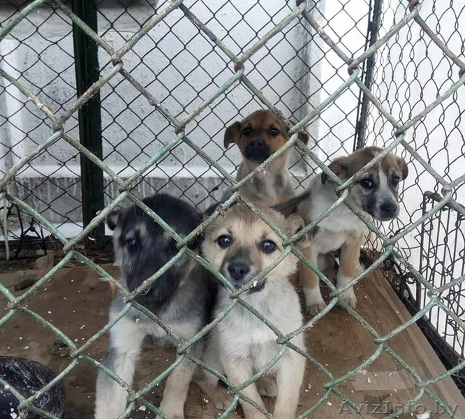 Срочно! Усыпалка в Пинске - Изображение #1, Объявление #1608509