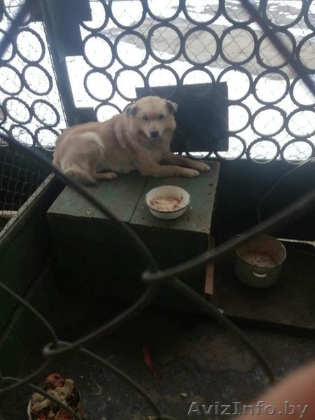 Срочно! Усыпалка в Пинске - Изображение #3, Объявление #1608509