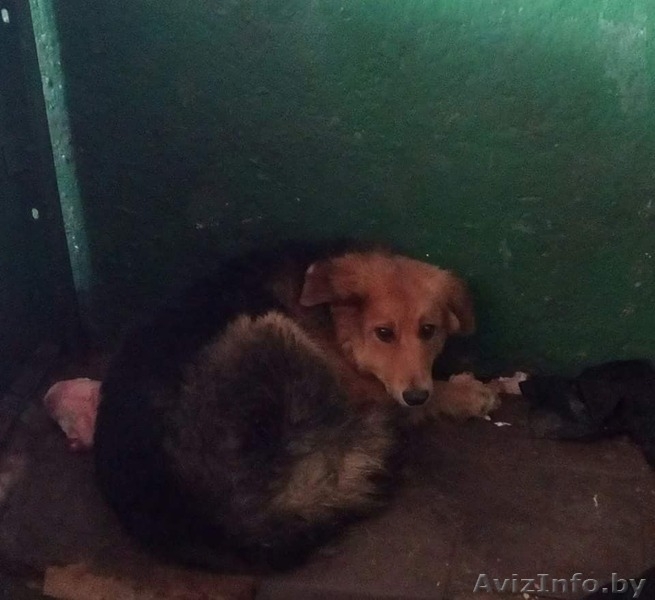 Срочно! Усыпалка в Пинске - Изображение #6, Объявление #1608509