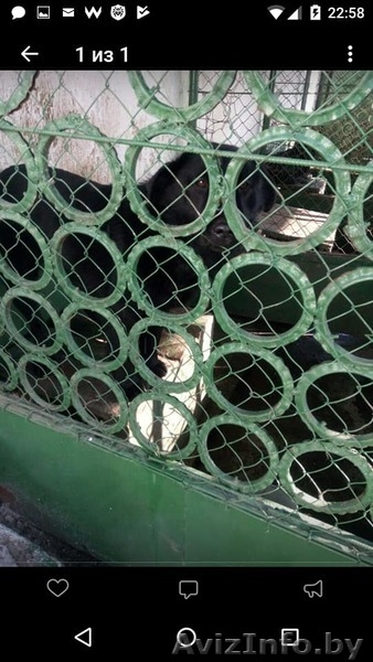 Срочно! Усыпалка в Пинске - Изображение #7, Объявление #1608509