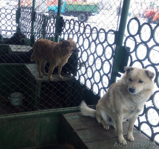 Срочно! Усыпалка в Пинске - Изображение #5, Объявление #1608509