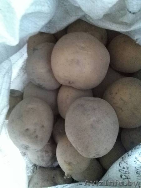 Картофель крупный, качественный, вкусный. - Изображение #2, Объявление #1633244