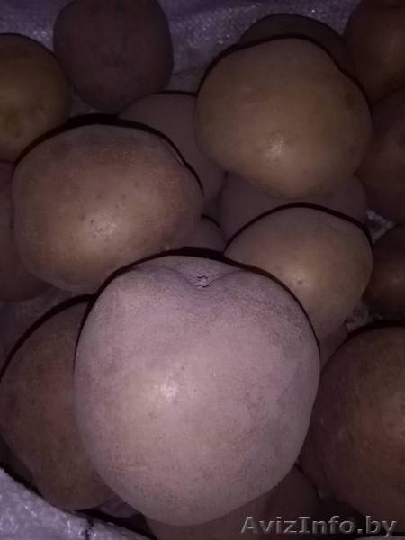 Картофель крупный, качественный, вкусный. - Изображение #3, Объявление #1633244